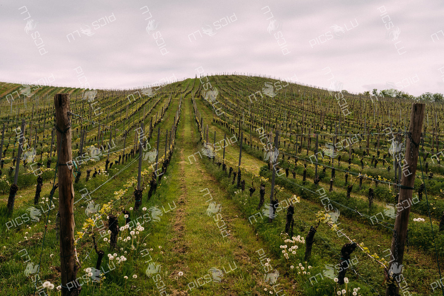 Vineyard path through spring rows in Luxembourg