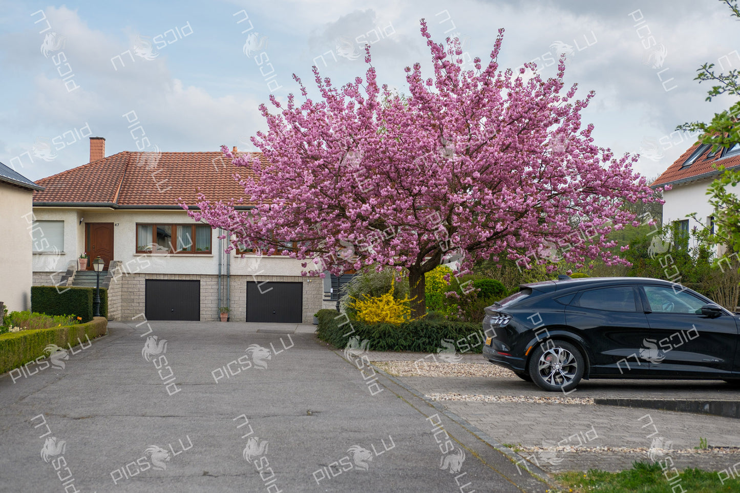 Cherry blossom tree in front of residential home in Sandweiler