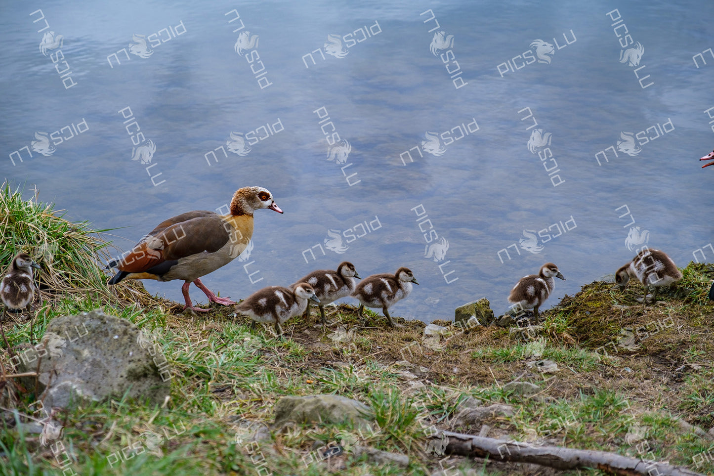 Egyptian goose leading ducklings along riverbank