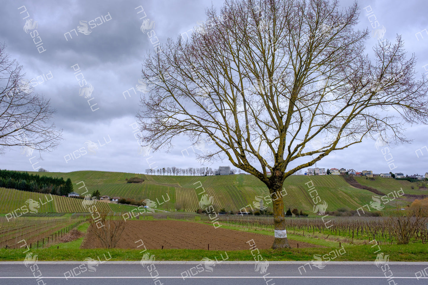 Vineyards near Remich, Luxembourg
