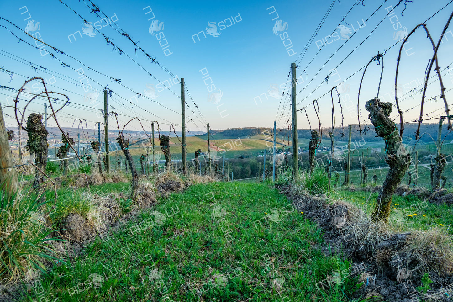 Vineyard rows on hilltop near Remich at sunset