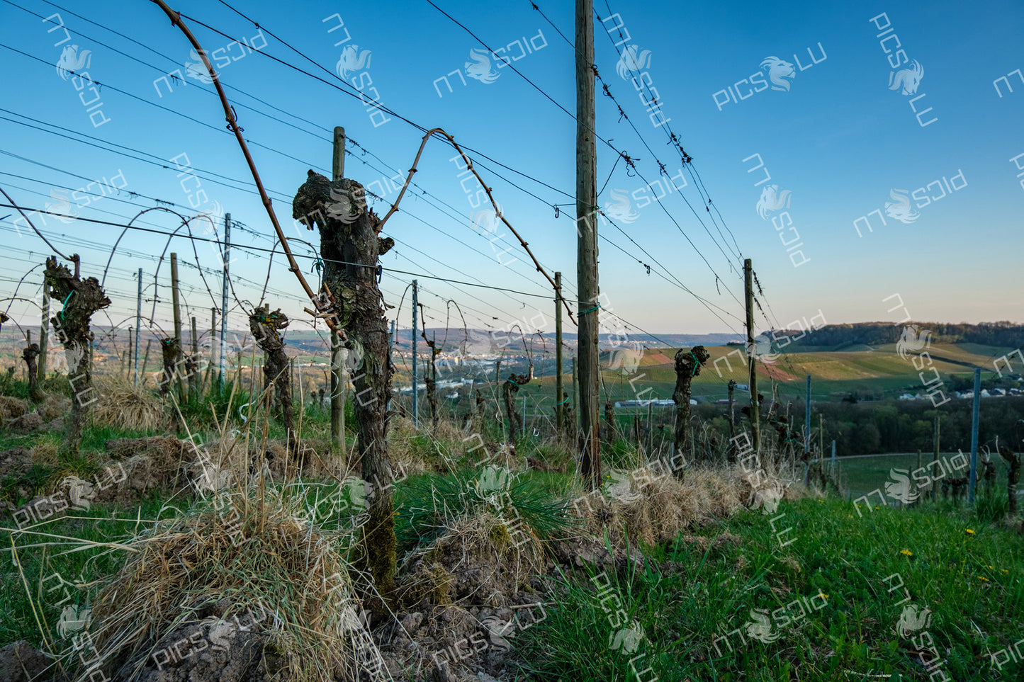 Pruned vineyard overlooking Remich valley at dusk