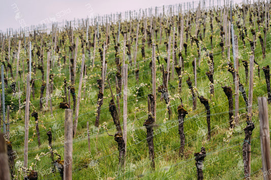 Vineyard rows in spring near the Moselle valley