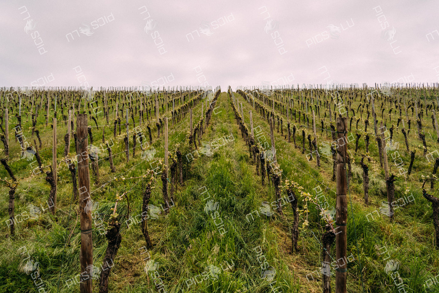 Springtime vineyard symmetry in the Moselle region