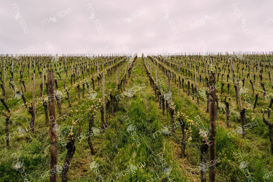 Springtime vineyard symmetry in the Moselle region