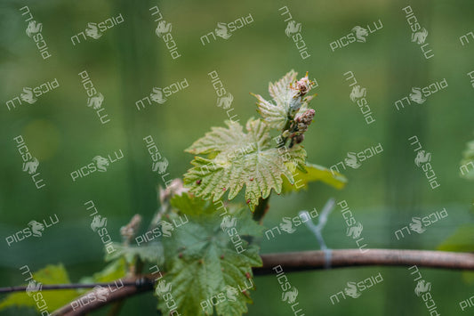 Young grape leaves and buds in spring vineyard