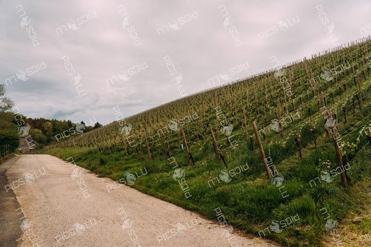 Vineyard slope along a country road in Luxembourg