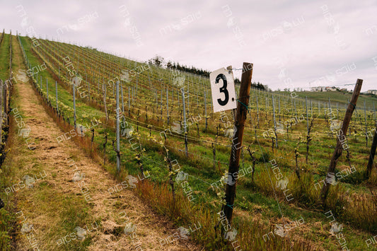 Vineyard section 3 in the hills of Luxembourg