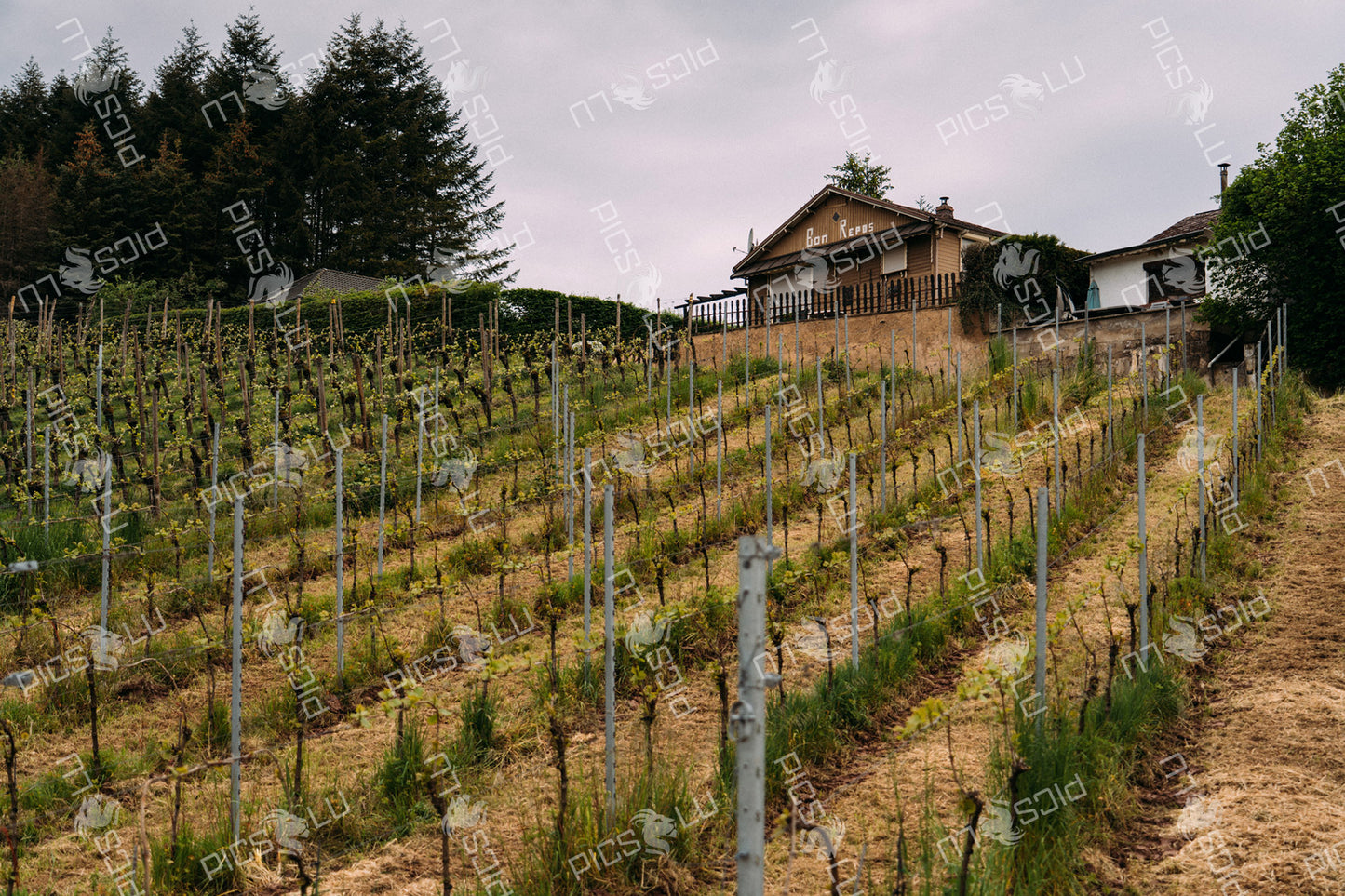 Vineyard hill with Bon Repos house in Luxembourg