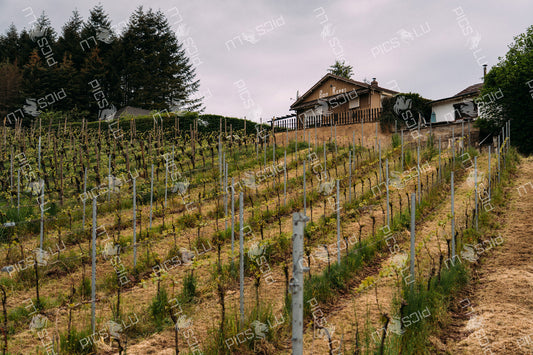 Vineyard hill with Bon Repos house in Luxembourg
