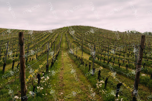 Vineyard path through spring rows in Luxembourg