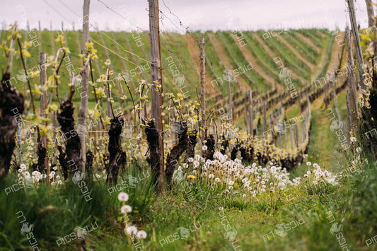 Blossoming vineyard rows with dandelions in Luxembourg