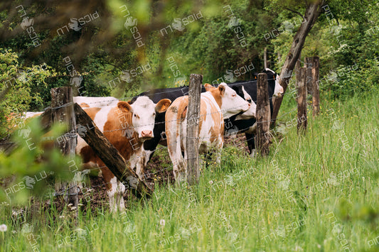 Curious cows behind a rustic fence in Luxembourg
