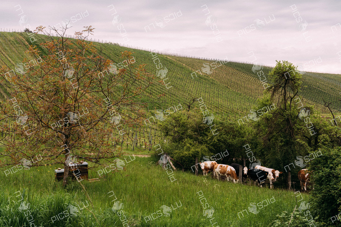 Cows grazing near vineyards in Luxembourg countryside