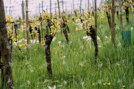 Young grapevines growing in spring vineyard, Luxembourg