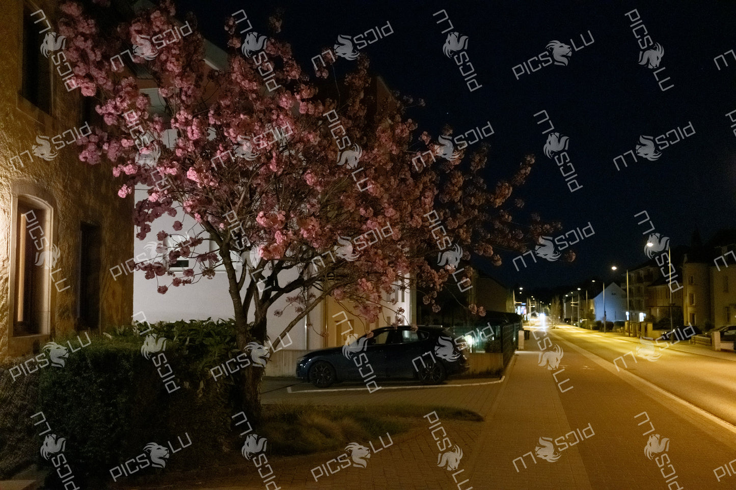 Cherry blossoms on a quiet street at night in Luxembourg