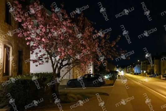 Cherry blossoms on a quiet street at night in Luxembourg