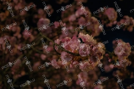 Close-up of cherry blossoms at night in Luxembourg