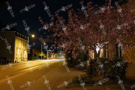 Cherry blossom tree glowing under streetlights in Luxembourg