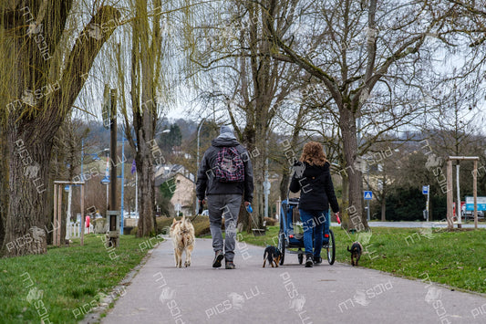Walking dogs on a cloudy day in Mersch