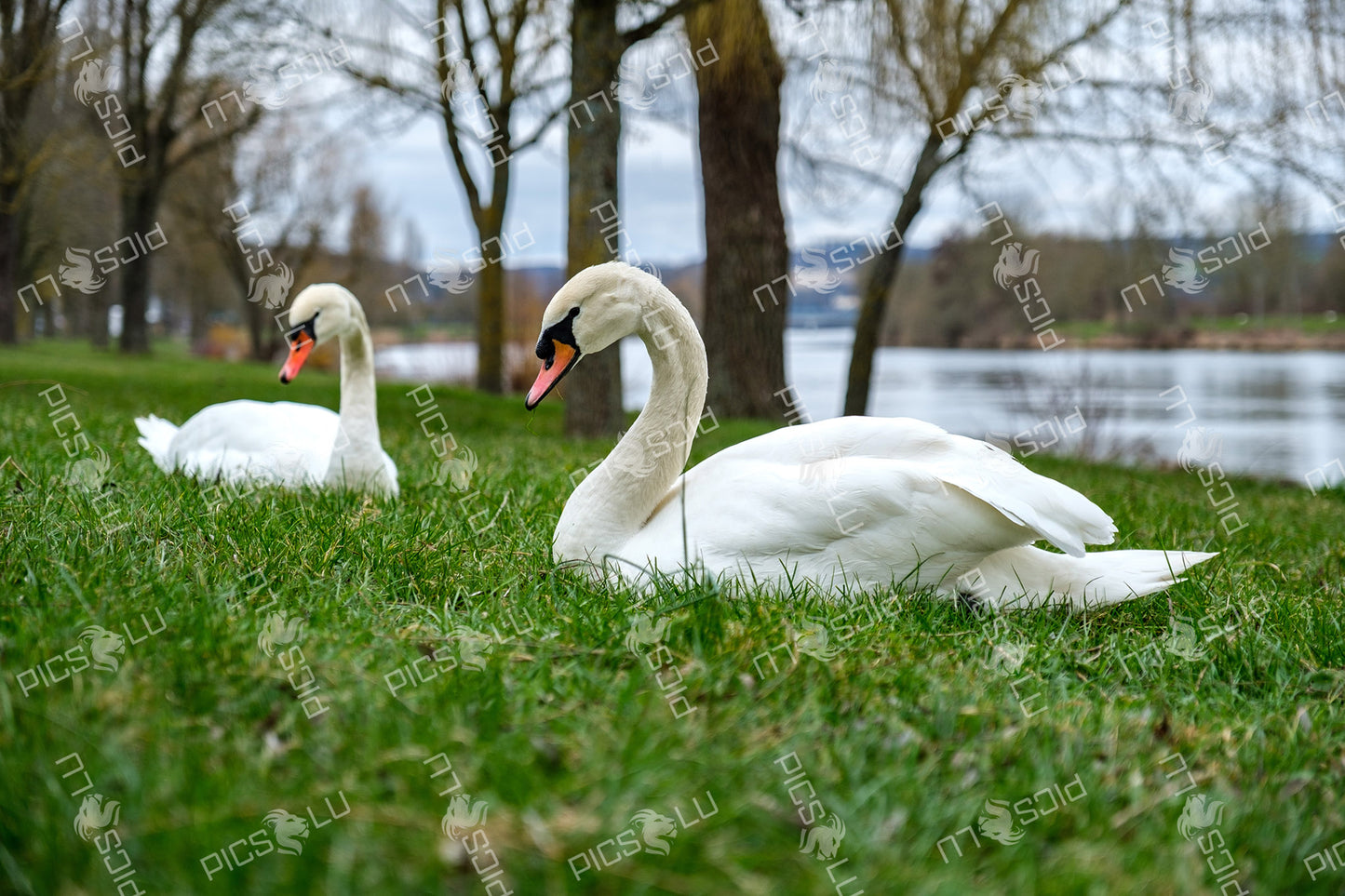 Two mute swans resting on grass by the river