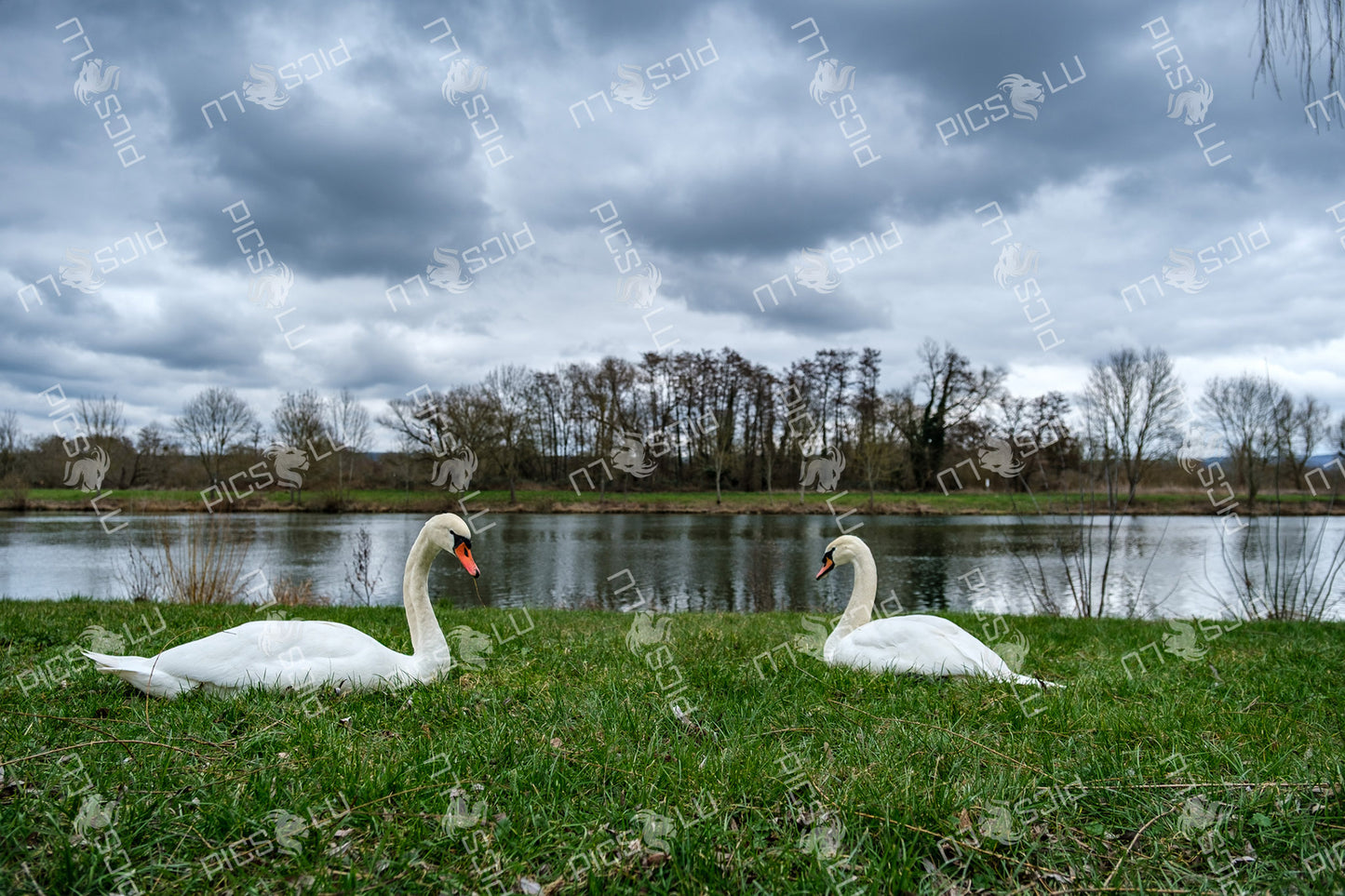 Pair of mute swans resting on riverbank under dramatic sky