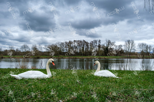 Pair of mute swans resting on riverbank under dramatic sky
