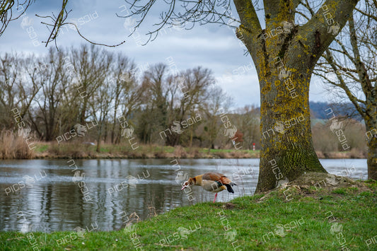 Egyptian Goose by the Moselle River in Luxembourg