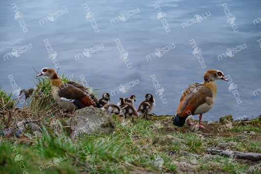 Egyptian goose family on riverside bank