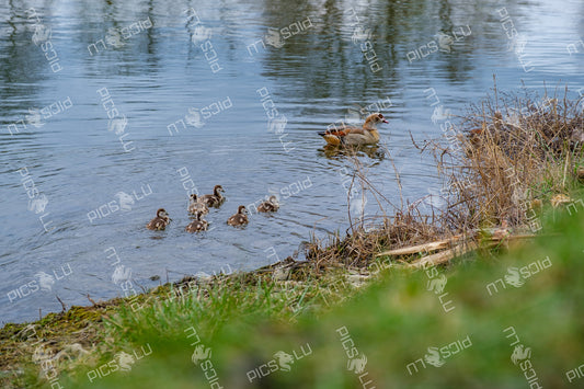 Egyptian goose family wwimming in the Moselle