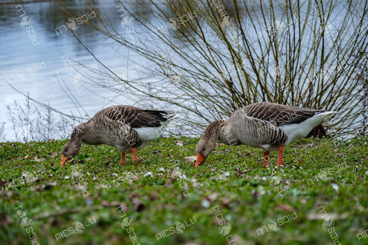 Greylag geese grazing by the Moselle River