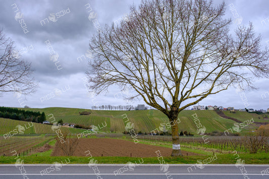 Vineyards near Remich, Luxembourg