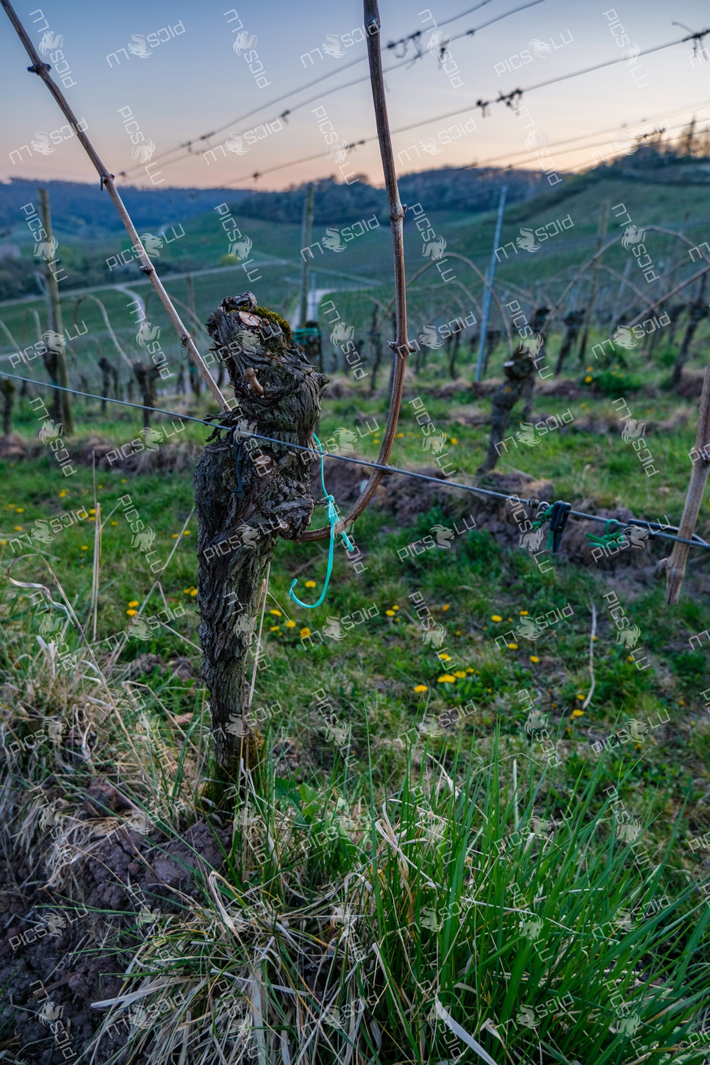 Grape vine secured with twine at vineyard in Remich
