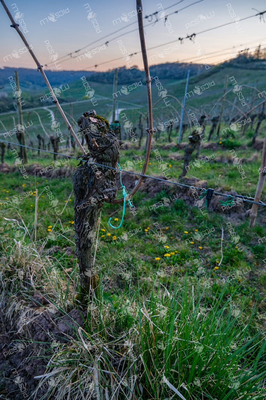 Grape vine secured with twine at vineyard in Remich