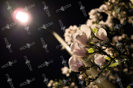 Magnolia blossoms illuminated at night