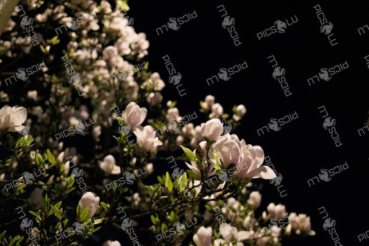 Blooming magnolia tree under the night sky