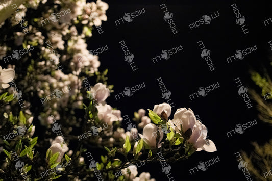 Night view of magnolia blossoms in Sandweiler